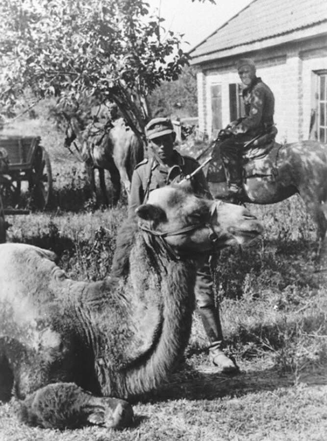 Nemci su takodje koristili zarobljene kamile