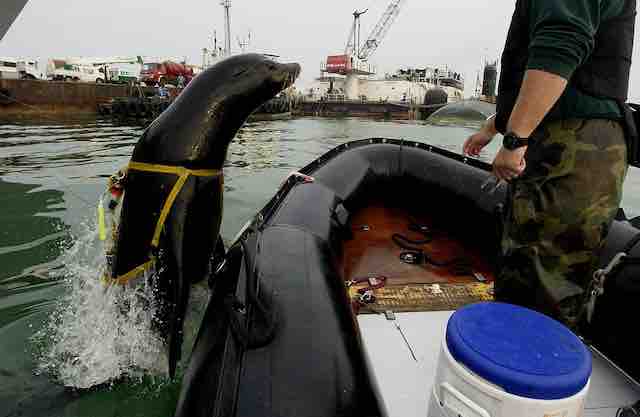 bahrain 2004 kalifornijiski morski lav vraca se u camac posle trening patrolne misije zak mu je ime shallow water intruder detection system swids program
