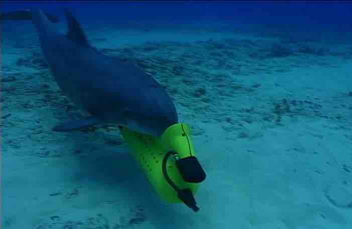 delfin otkriva senzor