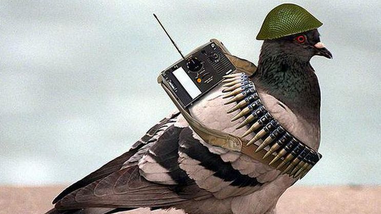 golub vojnik