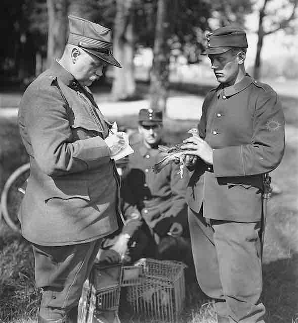 svajcarski golubari u vreme prvog svetskog rata