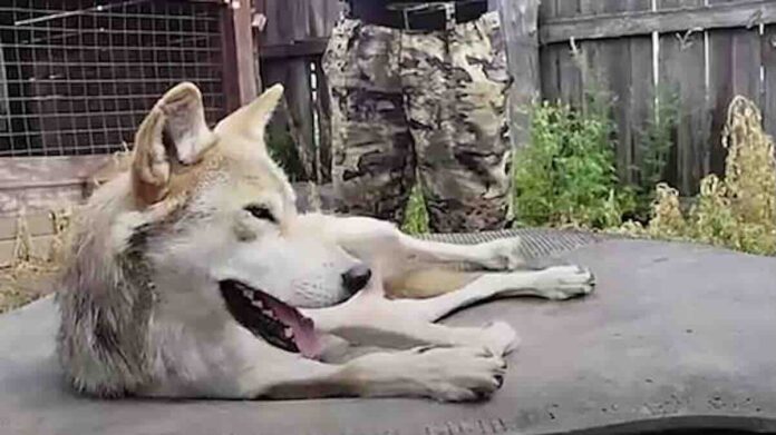 ruska vojska koristi divlje životinje protiv ukrajinskih dronova dva dresirana vuka poslata na front [foto]