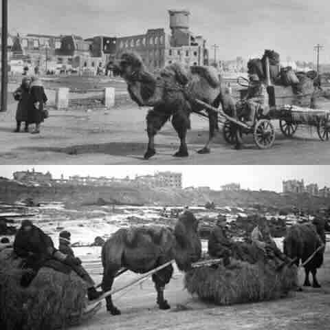 kamile u Staljingradu